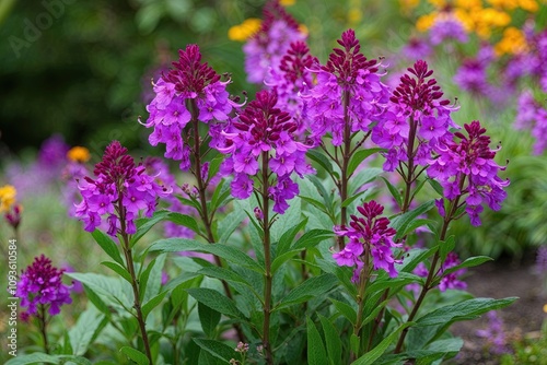 Glorious Fireweed Plant Featuring Vibrant Purple Flowers in Nature's Beauty