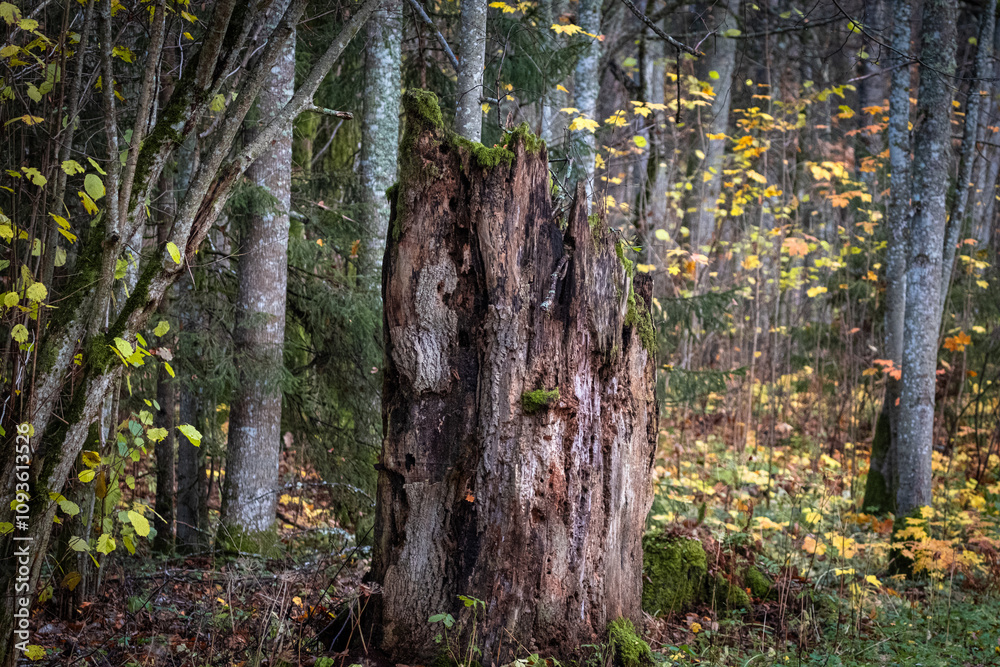 Obraz premium Decayed Tree Stump in Autumn Forest