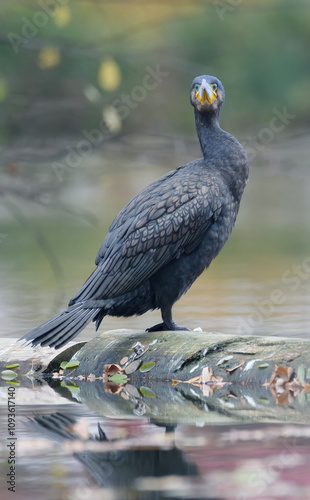 Überraschter Kormoran Porträt