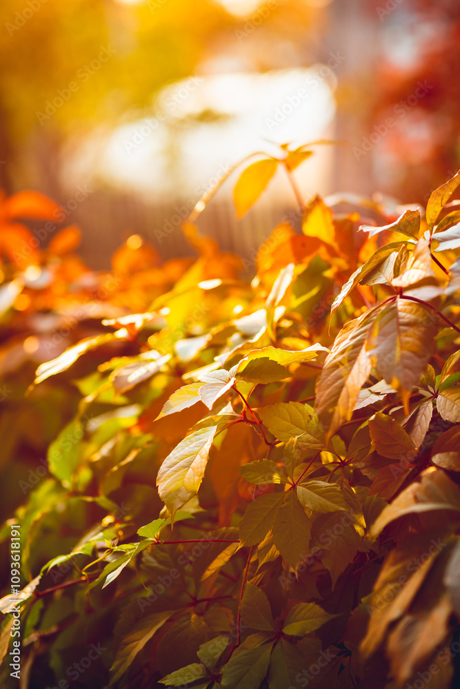 Parthenocissus tricuspidata (Virginia creeper) in the garden. Shallow depth of field. Parthenocissus tricuspidata (Virginia creeper) in the garden. Shallow depth of field.