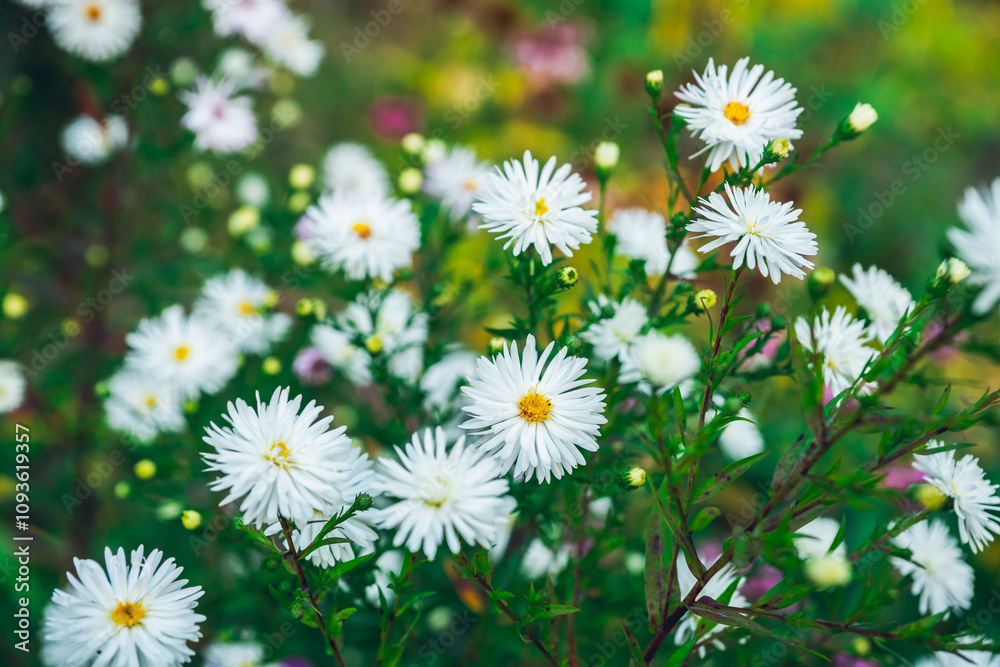 White aster flower blooming in the garden. Selective focus. Shallow depth of field. White aster flower blooming in the garden. Selective focus. Shallow depth of field.
