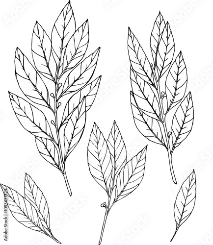 Bay leaves hand drawn vector set botanical illustration .
