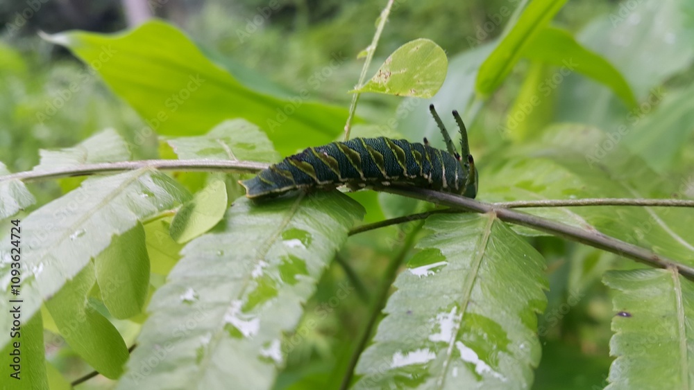 Fototapeta premium Image of Caterpillar of common nawab butterfly (Polyura athamas) or Dragon-Headed Caterpillar on nature background. Insect. Animal. Photo taken in the forest.