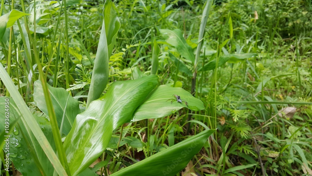 Spiders eat insects on leaves. Photo taken in a tropical forest. Spiders eat insects on leaves. Photo taken in a tropical forest.