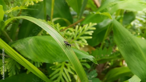 Black soldier fly species Hermetia illucens. Soldier fly species. Also known as the American Soldier Fly. Photo taken in a tropical forest.