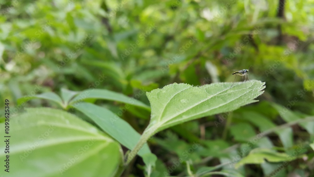 Long-legged fly, (family Dolichopodidae), any member of a family of insects in the fly order, Diptera, that are tiny and metallic blue, green, or copper in colour. Shot in a tropical forest. Long-legged fly, (family Dolichopodidae), any member of a family of insects in the fly order, Diptera, that are tiny and metallic blue, green, or copper in colour. Shot in a tropical forest.
