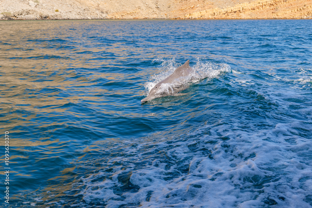 Obraz premium Dolphins playfully surf the waves in the calm waters off the rocky coast of Musandam Peninsula, Khasab, Oman