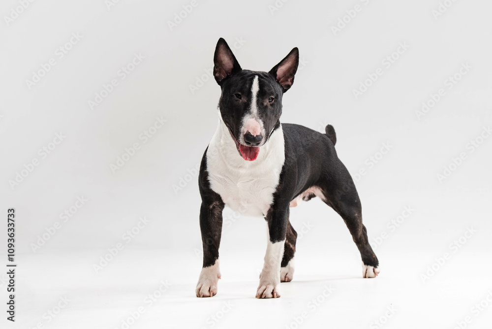 black and white bull terrier on a white background black and white bull terrier on a white background