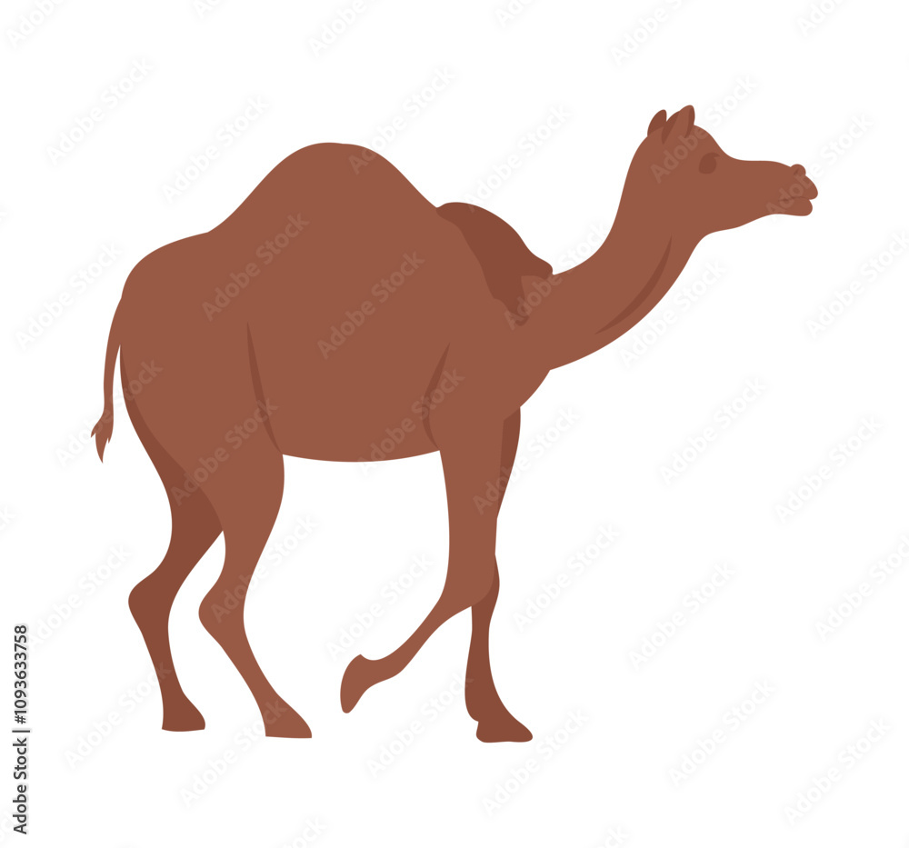desert camel animal desert camel animal