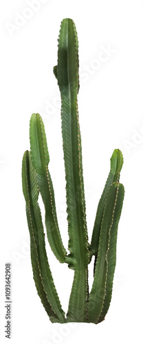 Cactus élégant et minimaliste avec une touche de nature et de design pour la décoration et l'aménagement extérieure du jardin , idéale pour un style moderne  photo