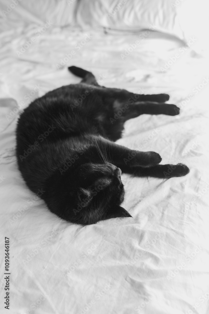 black cat sprawled out sleeping on white bed black cat sprawled out sleeping on white bed