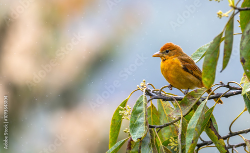 Closeup of a summer tanager perched in a tree. photo