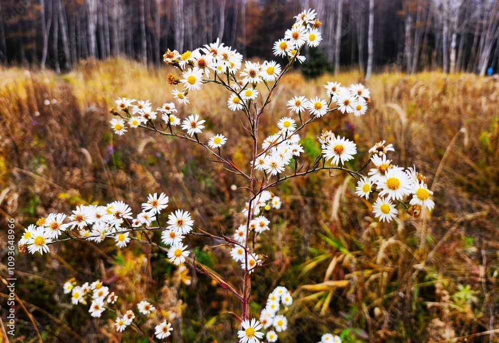 Fototapeta premium flowers in the field