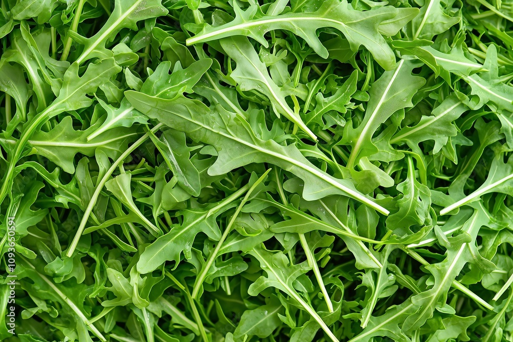 Close-Up of Fresh Arugula Leaves, Showcasing Their Peppery Flavor and Natural Texture in a Pile. Excellent for Food Articles, Vegan Cooking, or Menu Design Close-Up of Fresh Arugula Leaves, Showcasing Their Peppery Flavor and Natural Texture in a Pile. Excellent for Food Articles, Vegan Cooking, or Menu Design
