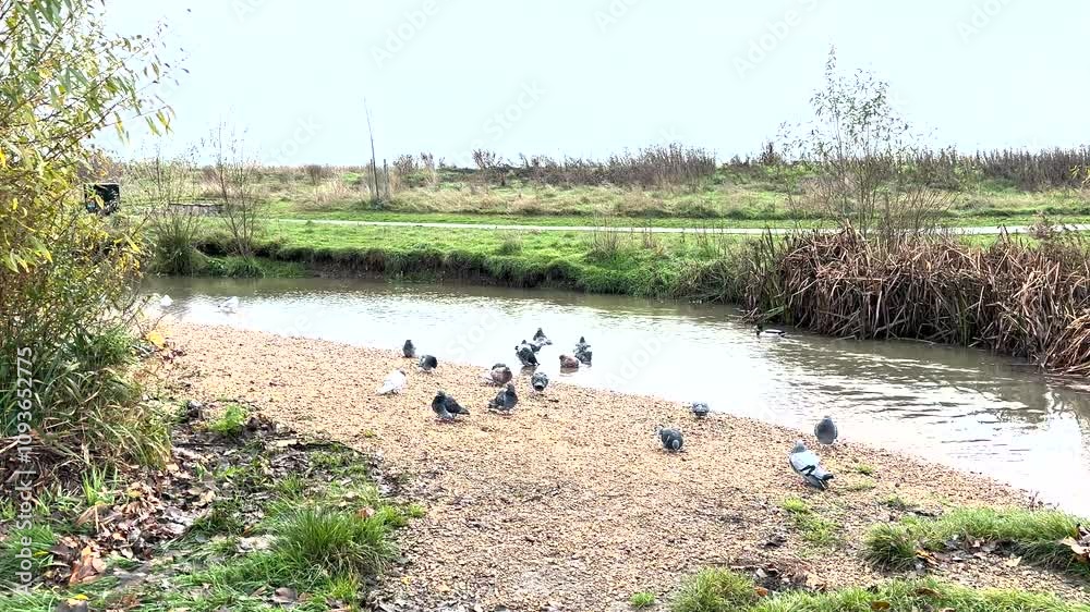 pigeons by the river pigeons by the river