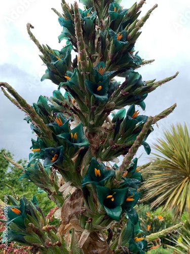beautiful turquoise color flower in garden