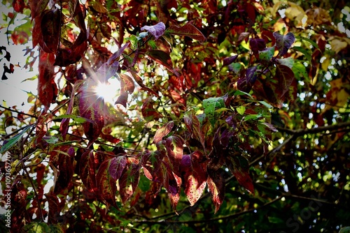 Sunlight Shining Through the Bushes