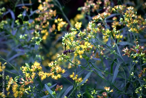 Bee on the Flower