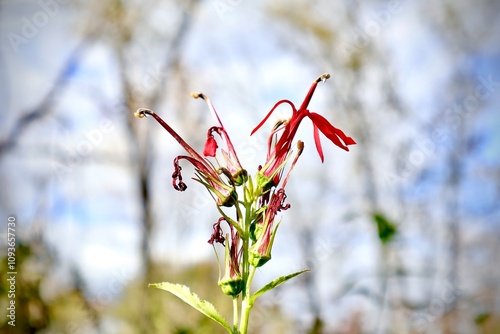 Red Flower Focused