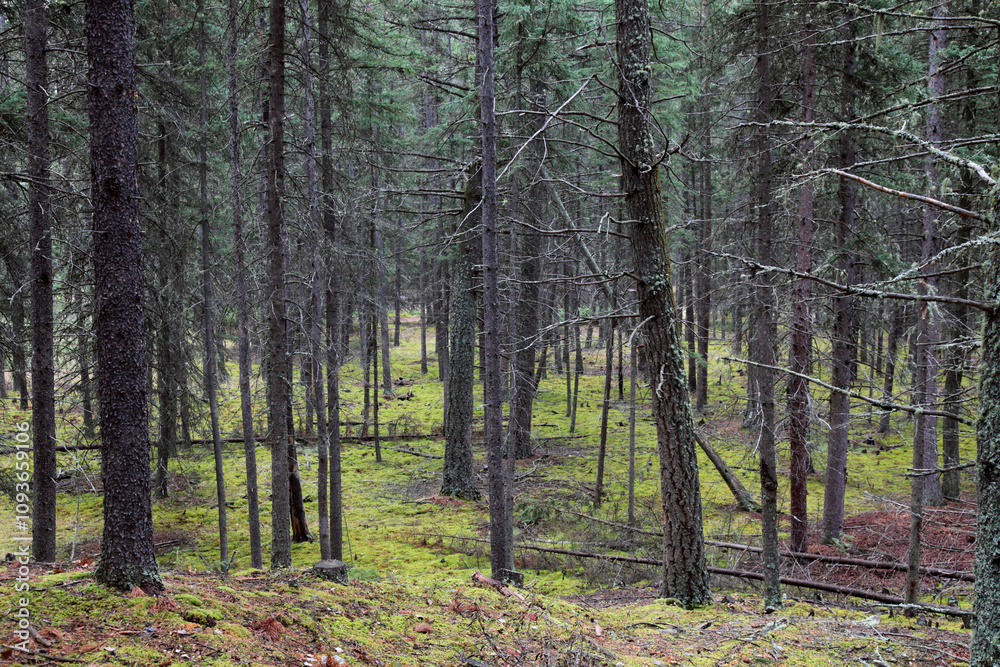 Fototapeta premium forest in Banff National Park, Alberta, Canada, North America