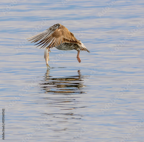 Seagull Catching Fish Mid-Flight Over Water. A seagull captured mid-flight holding a fish in its beak, skimming the water's surface with blurred birds in the background...