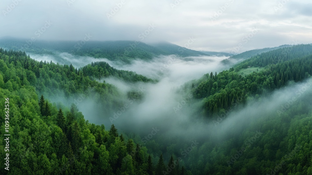 A panoramic aerial view of a valley covered in fog, with green trees lining the slopes of the hills. A panoramic aerial view of a valley covered in fog, with green trees lining the slopes of the hills.