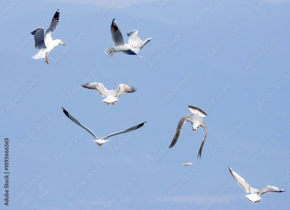 Obraz premium Flock of Seagulls Flying Over Blue Sky. A group of seagulls soaring mid-air with one holding a fish in its beak, against a clear blue sky background...