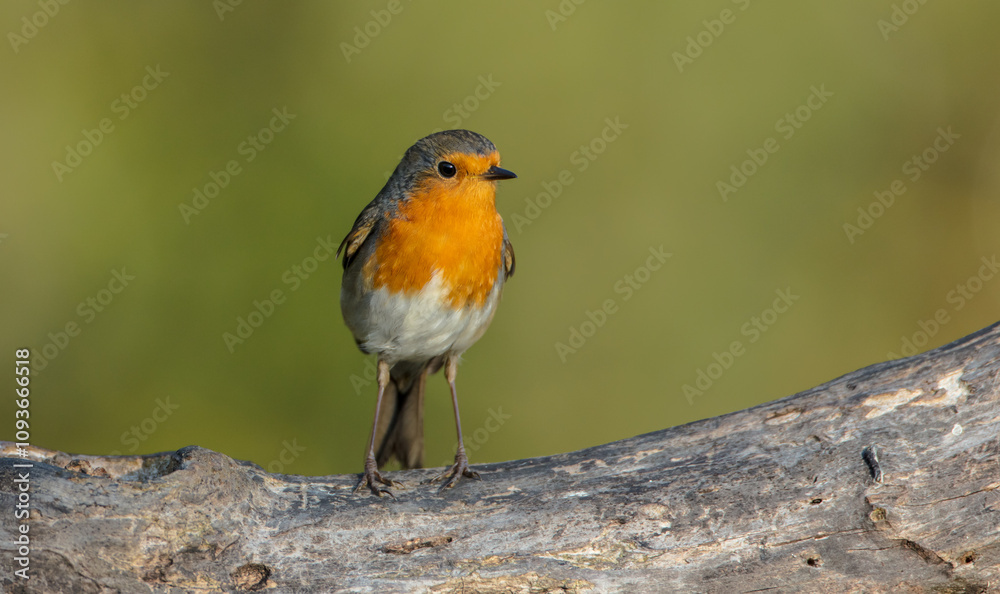 The European robin - at the wet forest in autumn The European robin - at the wet forest in autumn