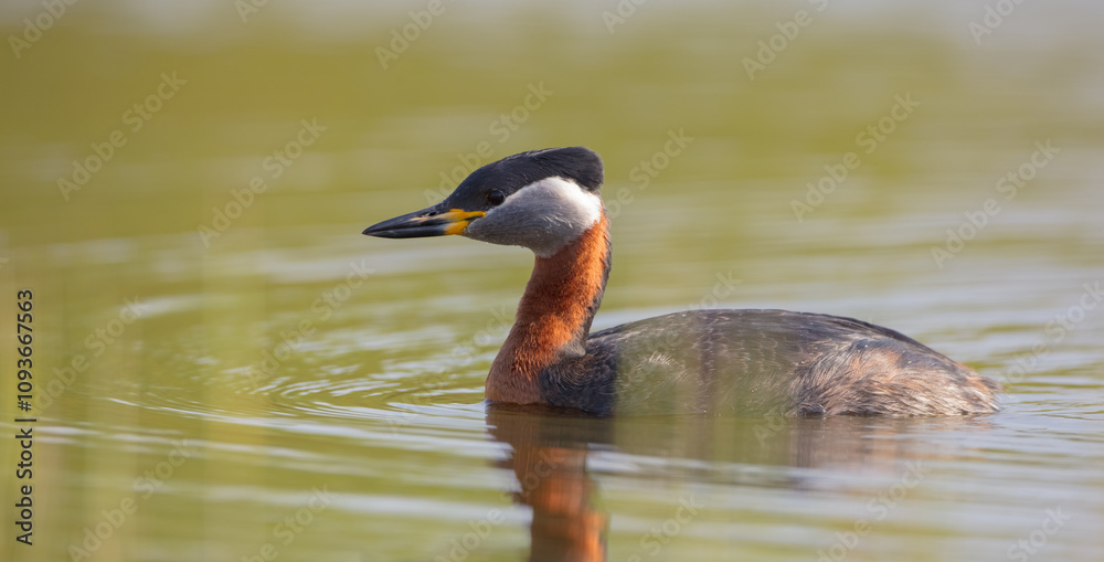Red-necked grebe at the small lake in spring Red-necked grebe at the small lake in spring