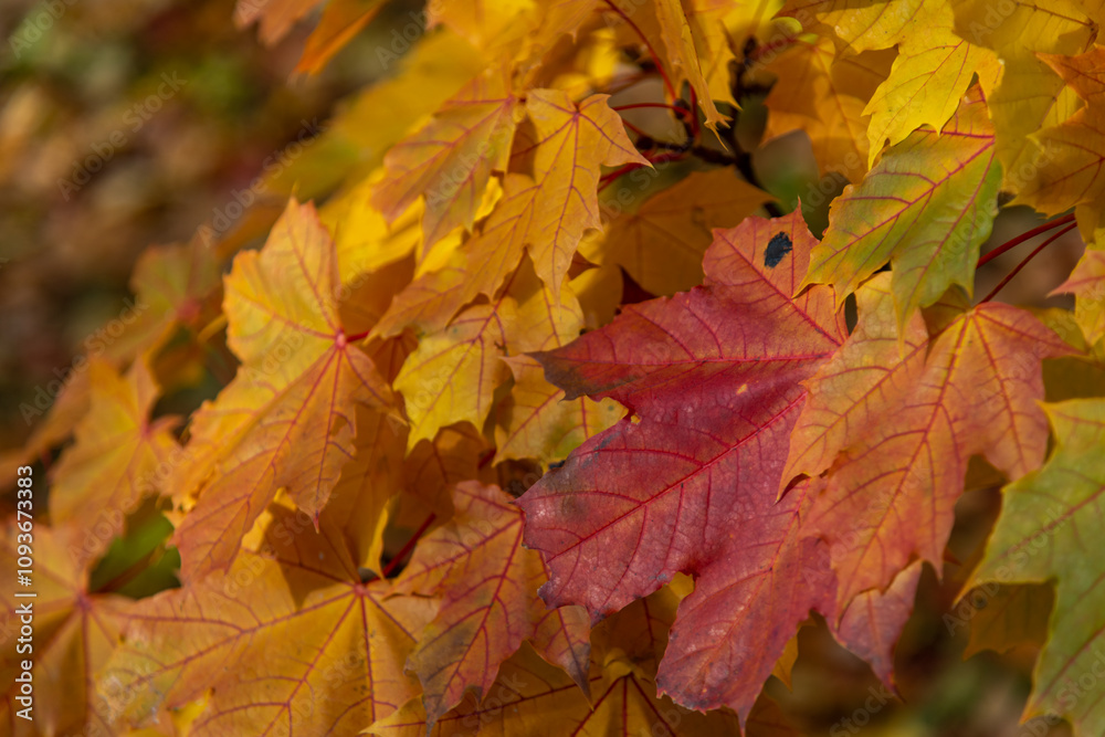 Close-up view of orange and red coloured maple leaves on tree branches in a sunny autumn day. Abstract fall season background. Soft focus. Copy space. Beauty in nature theme. Close-up view of orange and red coloured maple leaves on tree branches in a sunny autumn day. Abstract fall season background. Soft focus. Copy space. Beauty in nature theme.