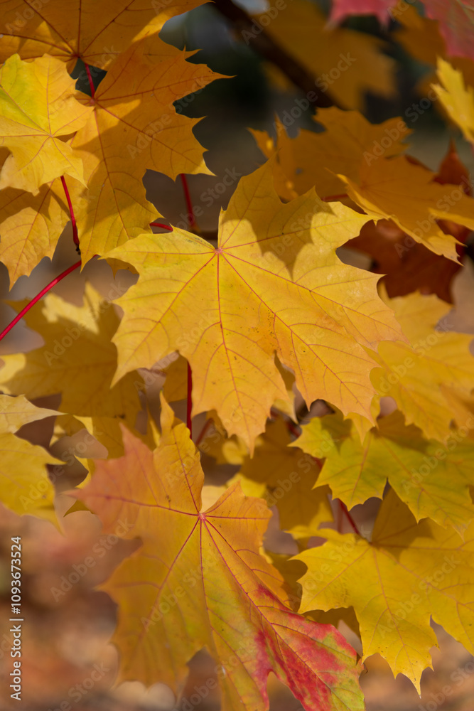 Close-up view of orange coloured maple leaves on tree branches in a sunny autumn day. Abstract fall season background. Soft focus. Copy space. Beauty in nature theme. Close-up view of orange coloured maple leaves on tree branches in a sunny autumn day. Abstract fall season background. Soft focus. Copy space. Beauty in nature theme.