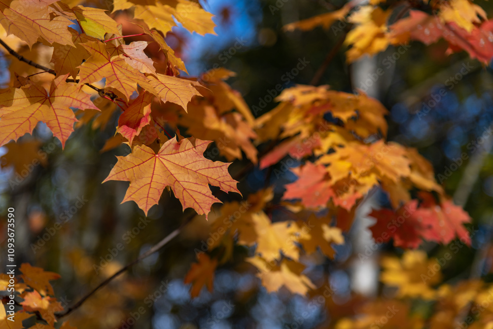 Close-up view of orange and red coloured maple leaves on tree branches in a sunny autumn day. Abstract fall season background. Soft focus. Copy space. Beauty in nature theme. Close-up view of orange and red coloured maple leaves on tree branches in a sunny autumn day. Abstract fall season background. Soft focus. Copy space. Beauty in nature theme.