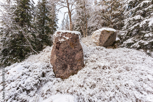 Forest photography of the north-western part of Svartdalstjerna Lakes Primeval Forest Nature Reserve, Totenåsen Hills, Norway, in November 2024. photo