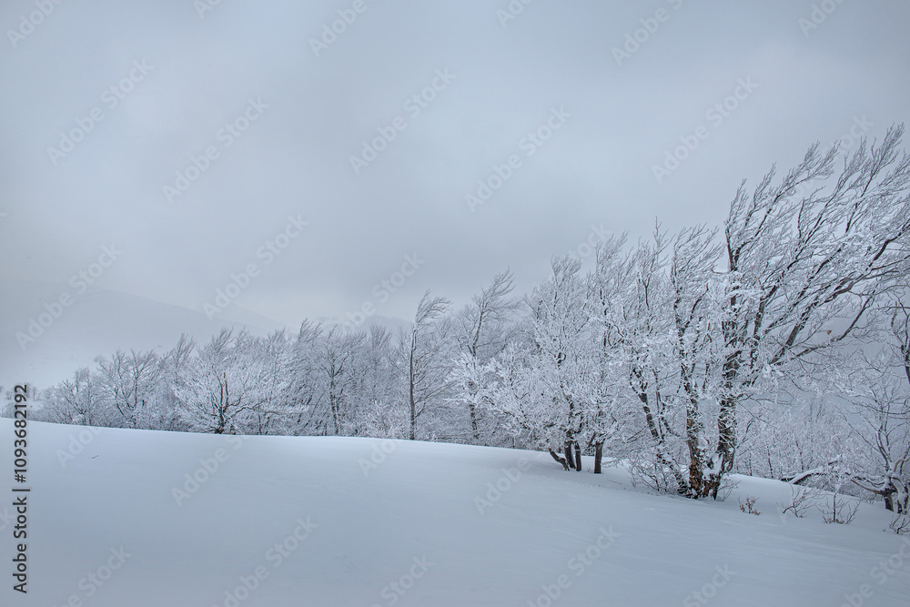 Obraz premium snow-covered white trees in snow and hoarfrost and snow slope. Dramatic weather during snowfall