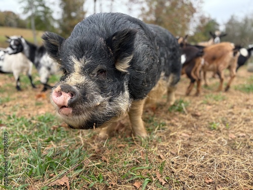 Big old black pot belly pig looking at me on the farm close up man he is ugly! But wow he is cool! :) photo