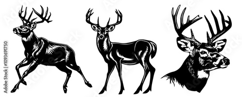hand-drawn deer and deer head with bold antlers, monochrome wildlife art