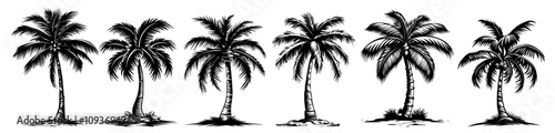 Palm tree silhouette collection – exotic nature black vector