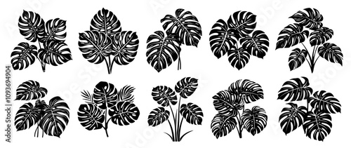 tropical monstera foliage set in detailed black graphic vector