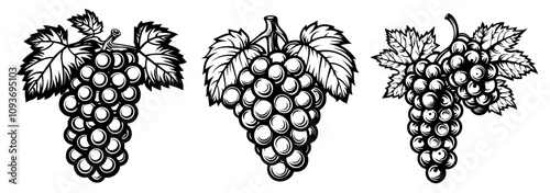 Realistic grape cluster designs – detailed monochrome vector collection