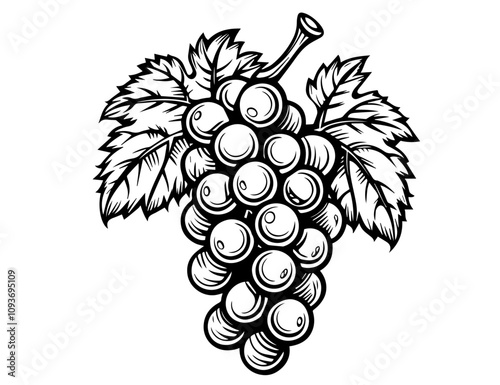 Classic grapevine artwork – elegant black ink vector illustrations