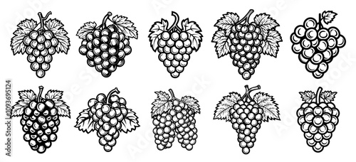 Artistic grapevine illustrations – vintage-inspired hand-drawn vector designs