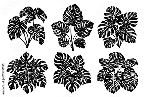 Set of monstera leaf designs – tropical plant illustration black vector