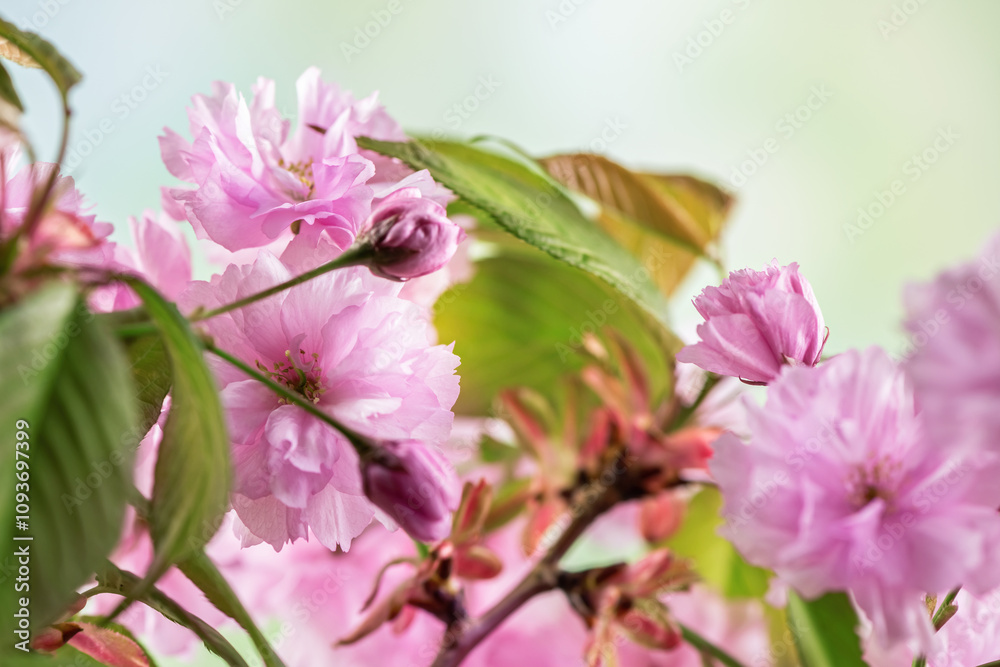 Close up of cherry blossom, sakura flowers on defocused background Close up of cherry blossom, sakura flowers on defocused background