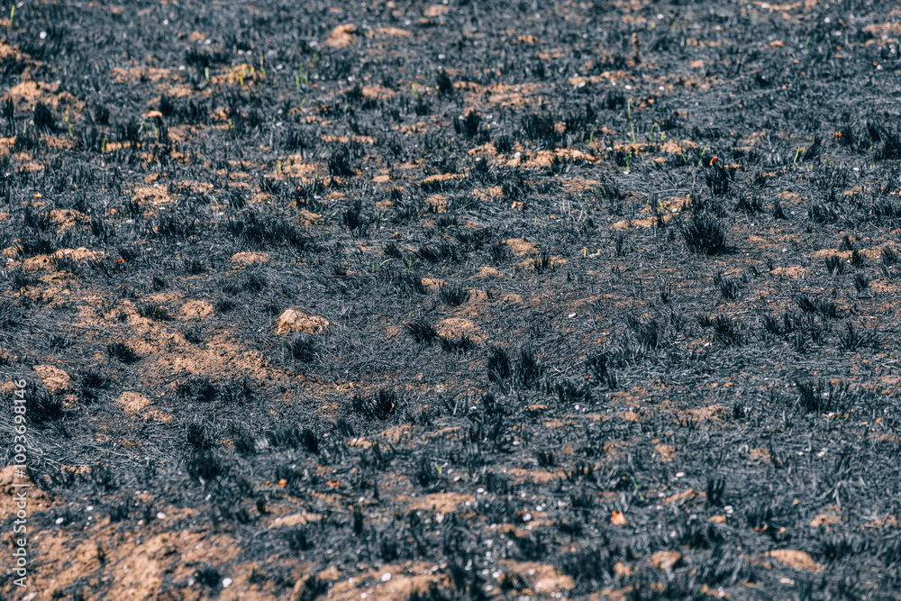 A close-up of charred grass and blackened earth after a forest fire, illustrating the harsh impact of wildfire on nature and the resilient landscapes left in its wake.