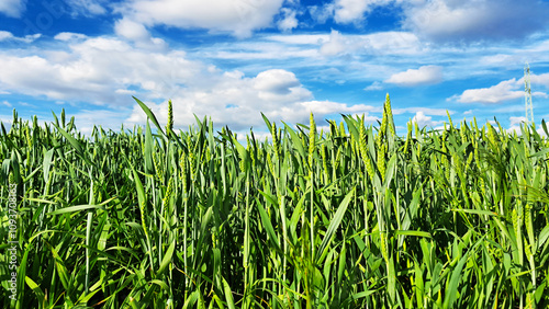 A lush green wheat field under a vibrant blue sky with scattered white clouds. The close-up perspective highlights the texture of the growing wheat stalks, symbolizing growth and agriculture. 