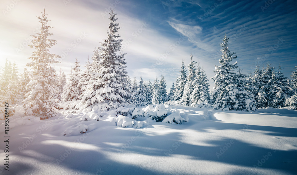 Shiny coniferous trees covered with fluffy snow on a frosty day. Merry Christmas and happy new year greeting postcard.