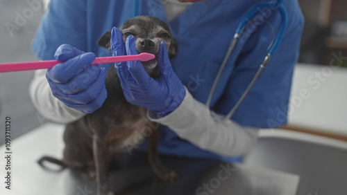 A veterinarian in blue scrubs examines a chihuahua's teeth in a clinic. photo