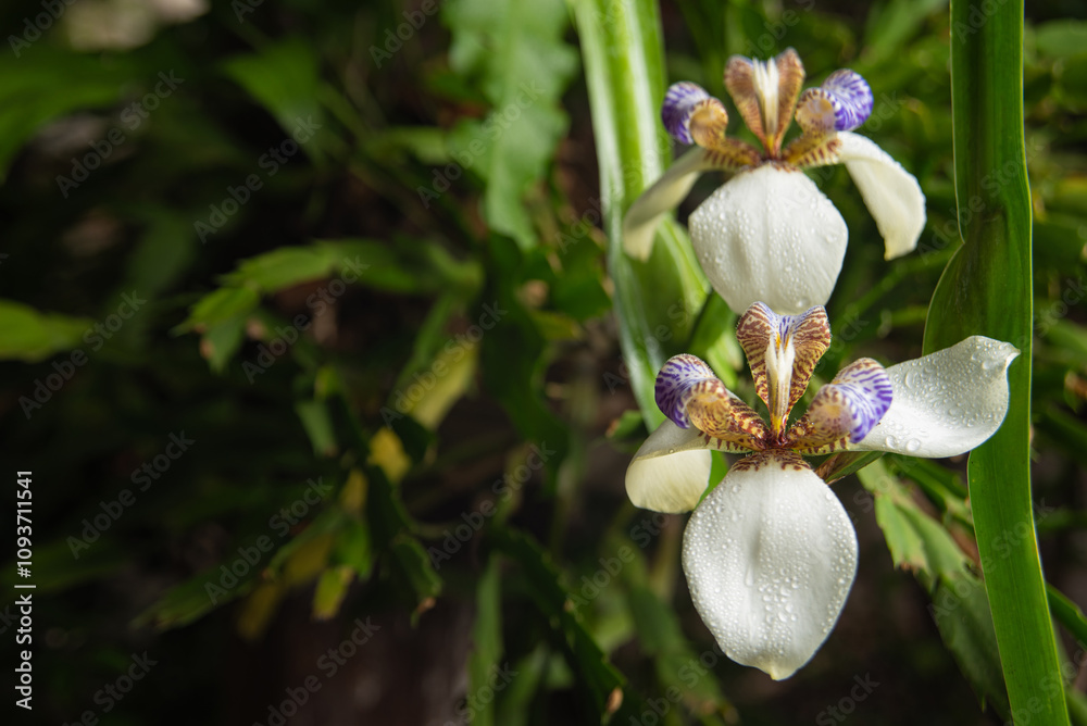 Iris da praia (Neomarica candida), beautiful specimen of Iris da praia in a flowerbed in Brazil, selective focus. Iris da praia (Neomarica candida), beautiful specimen of Iris da praia in a flowerbed in Brazil, selective focus.