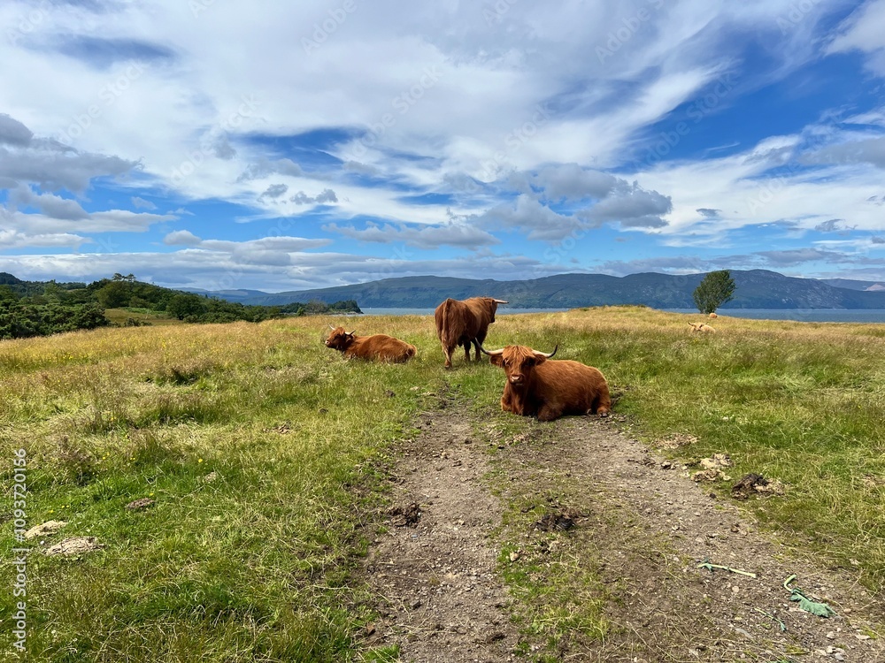 scottish highland cows on the meadow scottish highland cows on the meadow