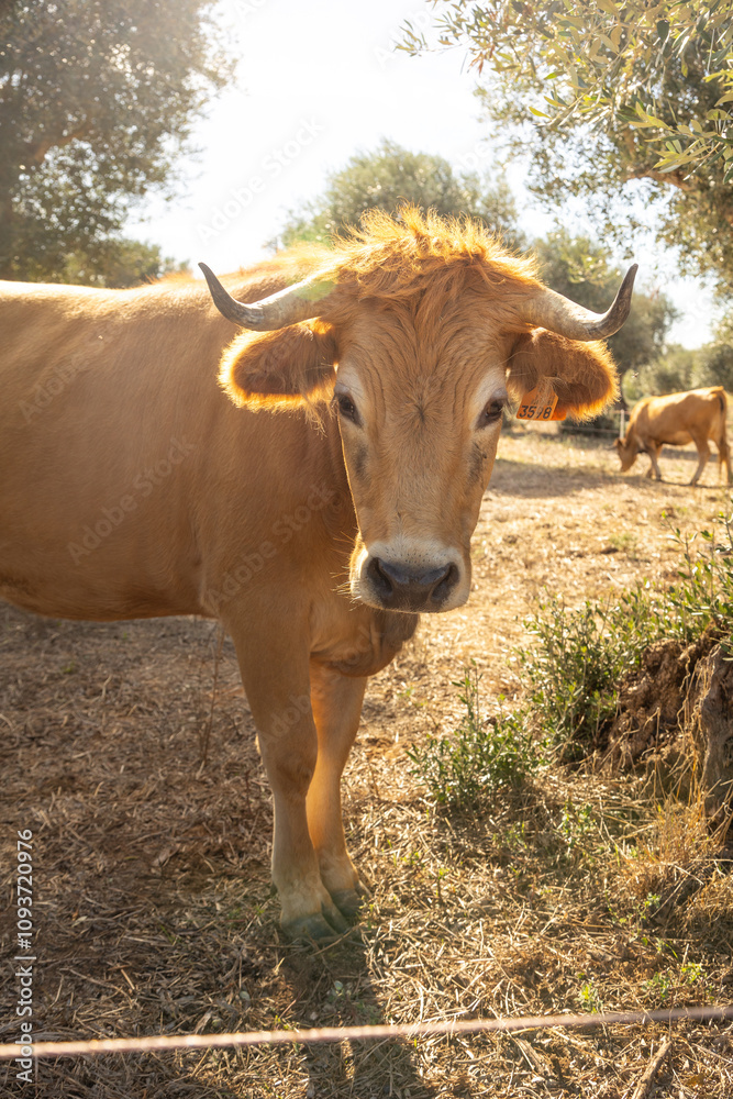 Close-up portrait of a brown cow in a sunny rural setting, surrounded by trees and farmland. Captures the peaceful and natural atmosphere of countryside life, ideal for agricultural and rustic themes. Close-up portrait of a brown cow in a sunny rural setting, surrounded by trees and farmland. Captures the peaceful and natural atmosphere of countryside life, ideal for agricultural and rustic themes.